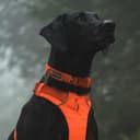Ruffwear Front Range-Collar, collar para perro con anillo en V, collar ajustable para mascotas, cómodo tejido suave, collar para mascotas con anillo de fijación para correa, naranja brillante - 5