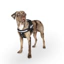 Julius-K9, IDC Powerharness, Dog Harness with Front Control Y-Belt, Black, Size: M/0 - 6