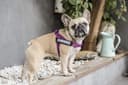 Julius-K9, IDC Color & Gray Belt Harness, Size: S/Mini, Pink-Gray - 6