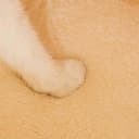 Monbaer Comoda cuccia per gatti a igloo, con fondo antiscivolo, in pile, calda, per interni, per gatti e cani di piccola taglia, lavabile (M, 62 x 40 cm, marrone) - 3