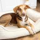 4L Textil IRIS Orthopädisches Hundebett Premium-LINE Hundekorb orthopädisch Kuscheliges Hundebett mit Bezug Memory Foam (80x60 cm, Dunkelgrau) - 8