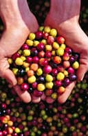 Capricho Andaluz | Aceite de Oliva Virgen Extra | Botella PET 5L, prensado en frío, origen español, bajo en carbohidratos, sin azúcar | Para dieta mediterránea - 4