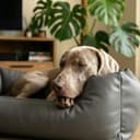 4L Textil Mario Cama Perro Ortopédica Polipiel Memory Foam Viscoelástica Impermeable Resistente Fácil de Limpiar Perros Medianos Premium 100x70 Grafito - 2