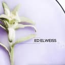 Kérastase Blond Absolu, Champú Ultravioleta Neutralizante, Para Pelo Teñido y Decolorado, Con Ácido Hialurónico, Bain Ultra-Violet, 250 ml - 12