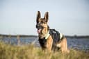 Julius-K9, IDC Multifunktionale Hundeweste 3in1, Größe: XL, Schwarz und Neon - 5