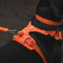 RUFFWEAR Pettorina Front Range, Pettorina per cani extra large, Pettorina a Y riflettente, Pettorina regolabile e imbottita per passeggiate quotidiane e corsa per cani, XXS, Blaze Orange - 5