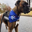 JULIUS K-9 IDC Powergeschirre Anthrazitgrau mit individuelle Klettaufschriften Bundle optionale Größe, Kleine, mittelgroße, und große Hunde, 16IDC+CUSTOMP-ANT - 5