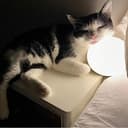 Hifree Smart Table Lamp, Dimmable Desk Lamp with App/Voice Control, LED RGB Color Changing Touch Lamp, Night Lamp for Bedroom Compatible with Alexa and Google Home No Battery Included - 7