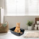 Ferplast Arenero Gato, XXL, Abierto, Fácil Limpieza, Negro, L 67 × A 49 × A 24 cm - 7