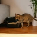 Ferplast Lettiera Gatto Angolare, Toilette per Gatti Grandi, in Plastica con Bordi Alti, Facile e Veloce da Pulire L 56,5 x W 50 x H 21,5 cm, paletta inclusa, Nero - 2