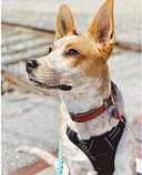 rabbitgoo Arnes Antitirones Perro Midano Malla Confortable Transpirable Lineas Reflecantes Arnés Acolchado Ajustable con Asa y Enganche Color Negro - 10