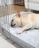 KSIIA Cama ortopédica extragrande para perros XL impermeable con refuerzo en forma de U, funda extraíble lavable y parte inferior antideslizante, gris, 104 x 68 x 17 cm - 8