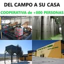 Jaén 100% Picual - Aceite de Oliva Virgen Extra - Premium Reserva Familiar AOVE - Sierra Mágina – Vergilia (5 Litros Garrafa) - 3