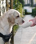 PETKIT Eversweet Wasserspender, Trinkflasche für Hunde, Reisen, für Haustiere, BPA-frei, antibakteriell, 400 ml (weiß) - 6