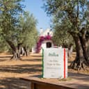 Itoliva - Organic 100% Italian Extra Virgin Olive Oil, cold extracted, 5 L, Monocultivar Ogliarola, Light Fruity taste - 6