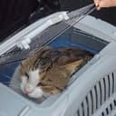 Ferplast Atlas 10 Deluxe Open Cat Carrier Dog Carrier, Secure and Practical, Durable, Open Top Design, Easy to Clean, Ideal for Travel, Pet Carrier up to 5 Kg. 51x34x30 cm. - 5