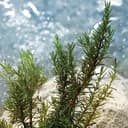 DOLCE GABBANA LIGHT BLUE EAU DE TOILETTE 40ML VAPORIZADOR - 6