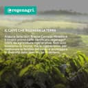 illy Arabica Selection Brasile Cerrado Mineiro in Grani 100% da agricoltura rigenerativa - 1 barattolo da 250g (Confezione da 4) - 4