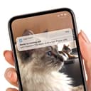 catit 43751 Pixi Smart Fontana per Gatti 853 g - 4