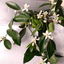 DOLCE & GABBANA DEVOTION INTENSE EDP W 100 ml - 5