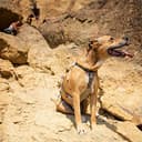 Ruffwear doubleback Harness ridisegnato, Medio, nubifragio Grigio - 7