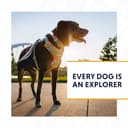 Ruffwear, Front Range Hundeleine, 1,5 m Lange Leine mit gepolstertem Griff für den täglichen Spaziergang, Blaze Orange - 9