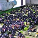 Coosur - Aceite de Oliva Virgen Extra Ecológico - 5L - 4