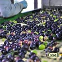 COOSUR - Aceite de Oliva Virgen Extra 5 Litros, Ideal para Cocinar o en Crudo, Aceite Oliva Virgen Extra Cooperativa - Garrafa PET 5 Litros - 5