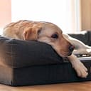 Ferplast Cuscino per Cani, Cuccia Ortopedica per Cani, Materasso Cane MEMOR-ONE XL Memory Foam, Sfoderabile Rivestimento Removibile, Lavabile, Taglia Grande, 112 x 88 x h 26,5 cm - 4