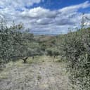 Oleum Comitis - Extra Virgin Olive Oil 100% Italian Cold Pressed - 5 l (169 fl oz) Bag in Box - 4