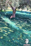 Olivenöl 5 L aus Kreta, Griechenland – „NIKOLAOS“ Premium-Qualität, reich an Polyphenolen, extra nativ, kaltgepresst. Neue Ernte: 2025/2026. MHD: bis Juni 2027 - 9