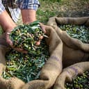 5 liters of 100% Italian Martino Extra Virgin Olive Oil - Can with double anti-pride cap - 5