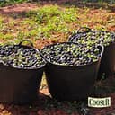 Coosur - Aceite de Oliva Virgen Extra Ecológico - 5L - 3