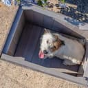 Ferplast ARGO 60 Casetta per Cani in Legno FSC - Tetto Spiovente, Apribile - Trattamento Resina Impermeabile & Anti-UV - Piedi Isolanti - Porta Rifinita - 57,5 x 39 x h 46 cm - 4